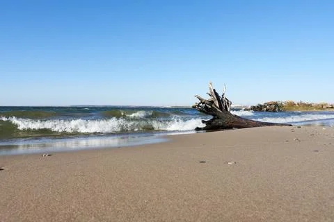 A dead tree on the beach of the sea Foto stock
