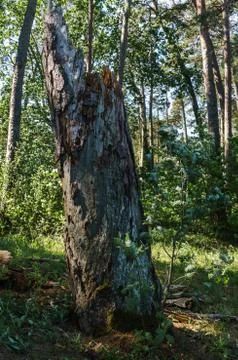 Dead tree from the beetle bark beetle in the forest. Stock Photos