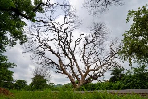 Dead tree in between green and luscious trees Foto stock