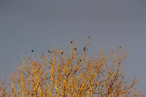 Dead Tree &amp; Birds Stock Photos