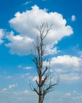 Dead tree with blue sky and cloud Stock Photos