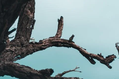 Dead tree on blue sky background, Dead branches of a tree.Dry tree branch.Par Stock Photos