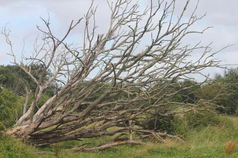 A dead tree with blue sky in the background Stock Photos