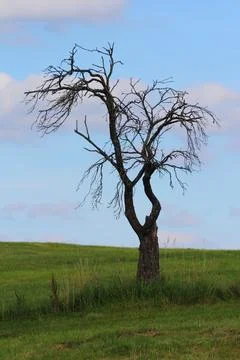A dead tree with blue sky in the background Stock Photos