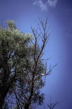 Dead tree on blue sky background. Natural background. Selective focus. Stock Photos
