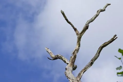 Dead tree, blue sky with clouds, withered branches of a dead tree Stock Photos