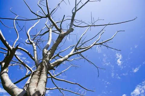 Dead tree on blue sky Foto stock