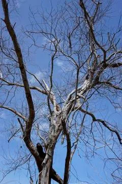 The dead tree with the blue sky Stock Photos
