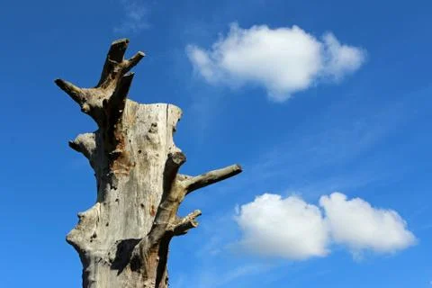 Dead tree with blue sky Foto stock