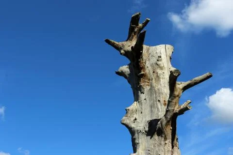Dead tree with blue sky 스톡 사진