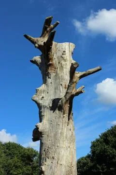 Dead tree with blue sky Stock Photos