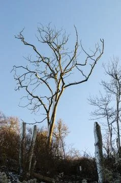 Dead tree by a blue sky Stock Photos