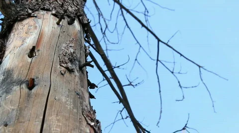 Dead Tree with Blue Sky, tight Stock Footage 810306