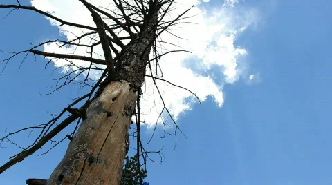 Dead Tree with Blue Sky,  wide Video stock 810312