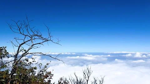 Dead Tree Branch Above the Clouds Under a Clear Blue Sky Fotos Stock