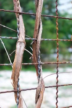 Dead tree branch and Rusty iron Stock Photos