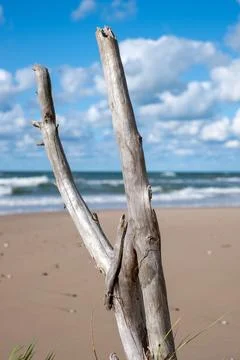Dead tree branch on the beach. Sand, the sea and beautiful white clouds Stock Photos
