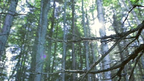 Dead tree branch in birch forest with sun widen by a tree 動画素材 130862653