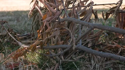 Dead Tree Branch with Brown Leaves During California Drought Stock Footage 340386119