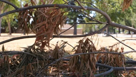 Dead Tree Branch with Brown Leaves During California Summer Drought Stock Footage 340386527