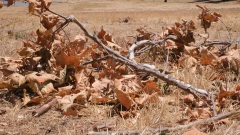 Dead Tree Branch on Dry Grass During California Summer Drought Stock Footage 340386667
