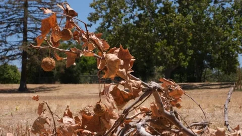 Dead Tree Branch with Dry Leaves in California Drought Landscape Stock Footage 340386341
