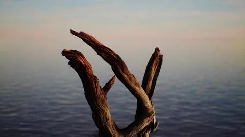 A dead tree branch in front of a body of water Stock Illustration