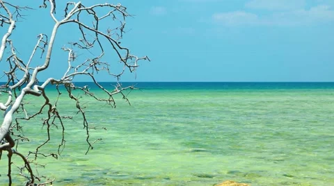 Dead Tree Branch Hangs over Rocky Tropical Beach. Video UltraHD Stockbeeldmateriaal 63485185