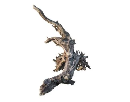 Dead tree branch isolated Stock Photos
