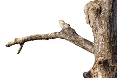 Dead tree branch Stock Photos