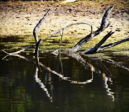 Dead tree branch sticking out of dark water with reflection Stock Photos