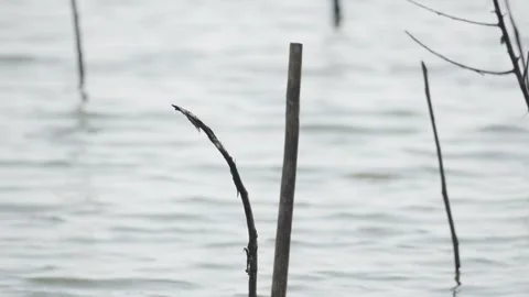 Dead Tree Branch Tips Emerging from Water Surface Stock Footage 336648283