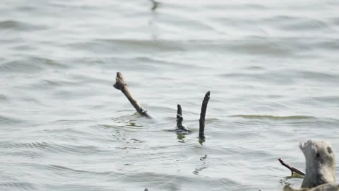 Dead Tree Branch Tips Emerging from Water Surface Stock Footage 336648306