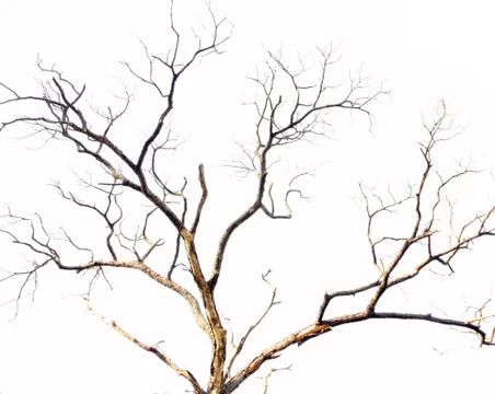Dead tree branch on white Stock Photos