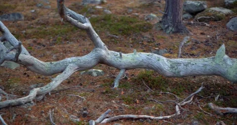 Dead tree branches 2 Stock Footage 188564006