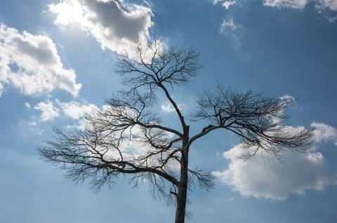 Dead tree branches against blue sky with clouds Foto stock
