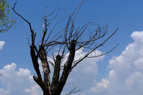 Dead tree branches against blue sky Stock Photos