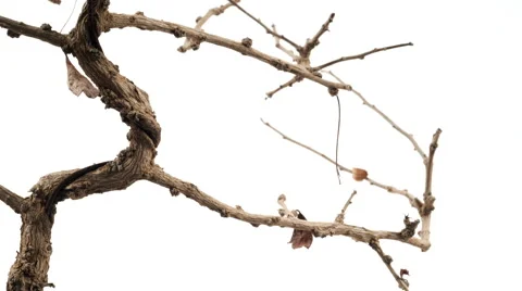 Dead Tree with Branches Against a White Background and with Copy-space. Stock Footage 56658058