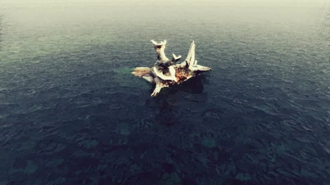 Dead tree branches and trunk in the sea Stock Footage 169545951