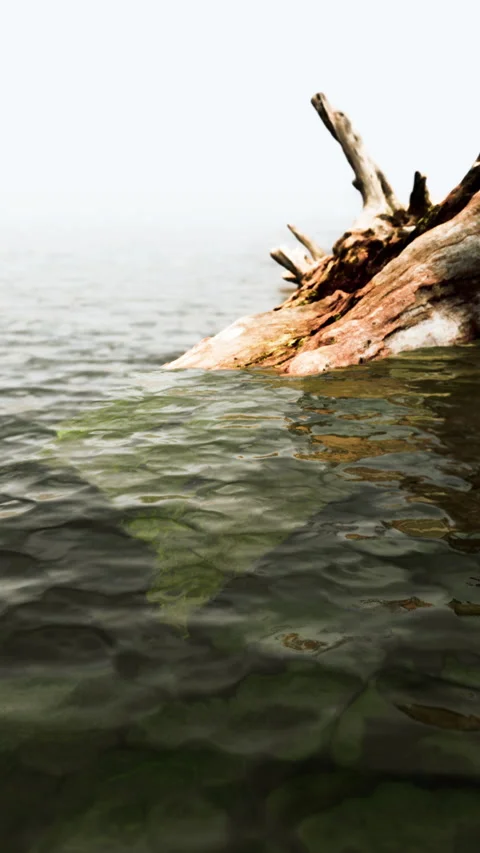 Dead tree branches and trunk in the sea Stock Footage 274907798