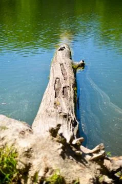 Dead tree branches and trunks in the water Stock Photos