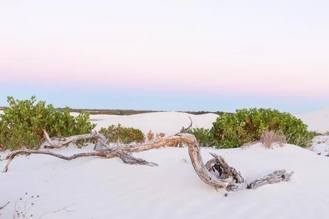 Dead tree branches and vegetation on white sand dunes at sunrise Foto stock
