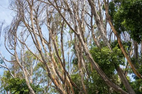 Dead tree branches with blue sky in the background,Mexico. Stock Photos