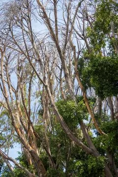Dead tree branches with blue sky in the background,Mexico. Stock Photos