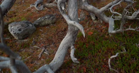 Dead tree branches Stock Footage 188563872