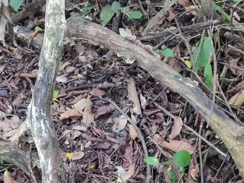 Dead tree branches on forest floor. 스톡 사진