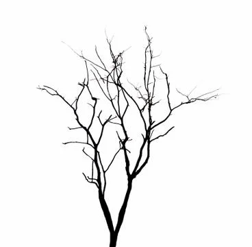 Dead tree branches isolated. Stock Photos