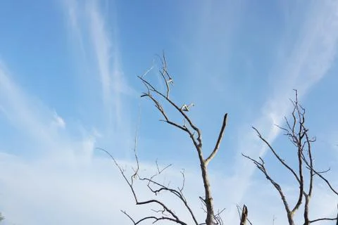 Dead tree branches over bright blue sky with clouds. Lonely concept Stock Photos