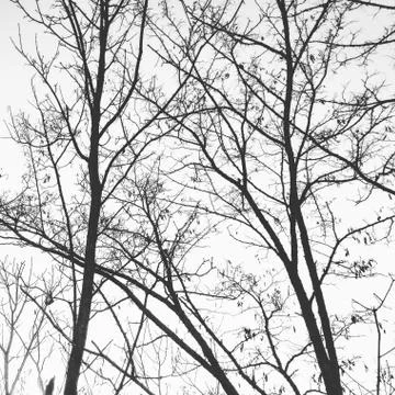 Dead tree branches 写真素材