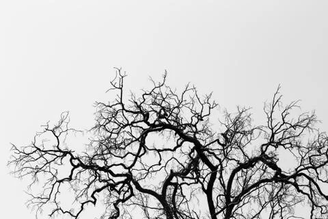 Dead tree branches Foto stock